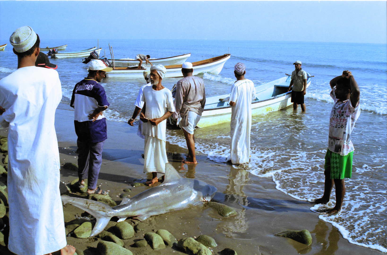 Haifischversteigerung am Strand von Sohar (Oman)