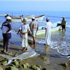 Haifischversteigerung am Strand von Sohar (Oman)