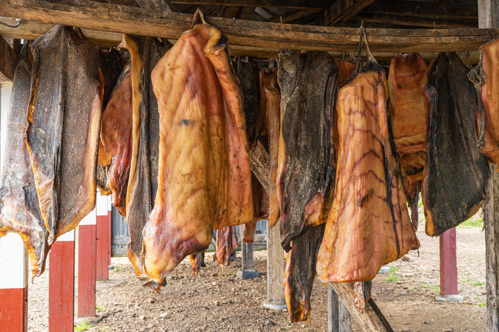 Haifleisch wird getrocknet