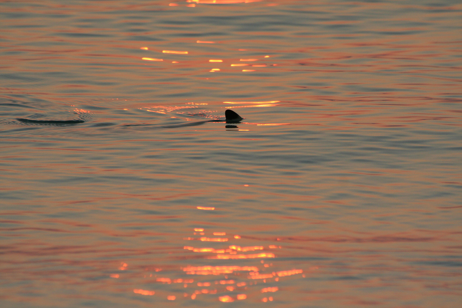 Eine haiflosse im wasser