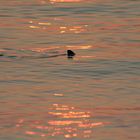 Haiflosse im Sonnenuntergang