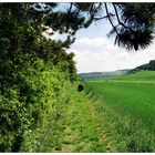 Haigergrund - Bere auf dem grünen Weg