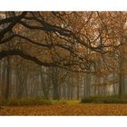 "Haiku" autumn in Sofia, Bulgaria