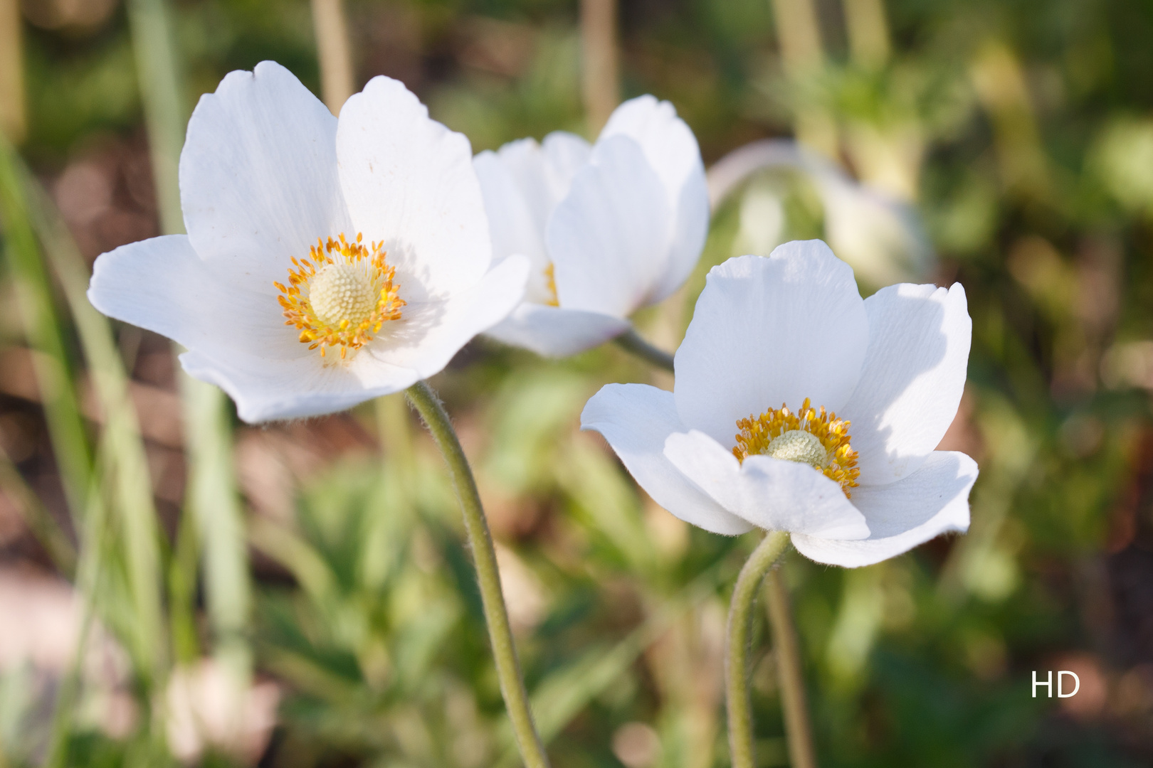 Hain Anemonen in der Rennweghohle