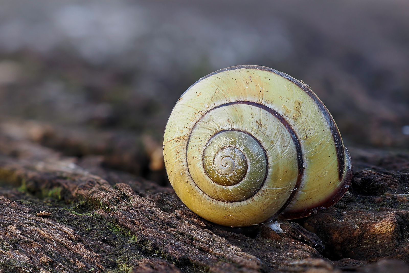 Hain-Bänderschnecke 