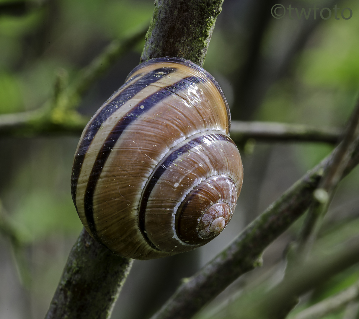 Hain-Bänderschnecke