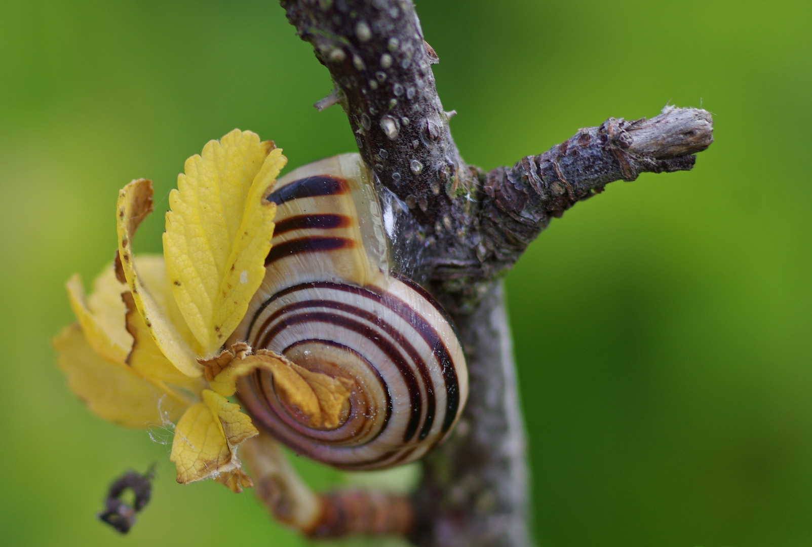 Hain-Bänderschnecke