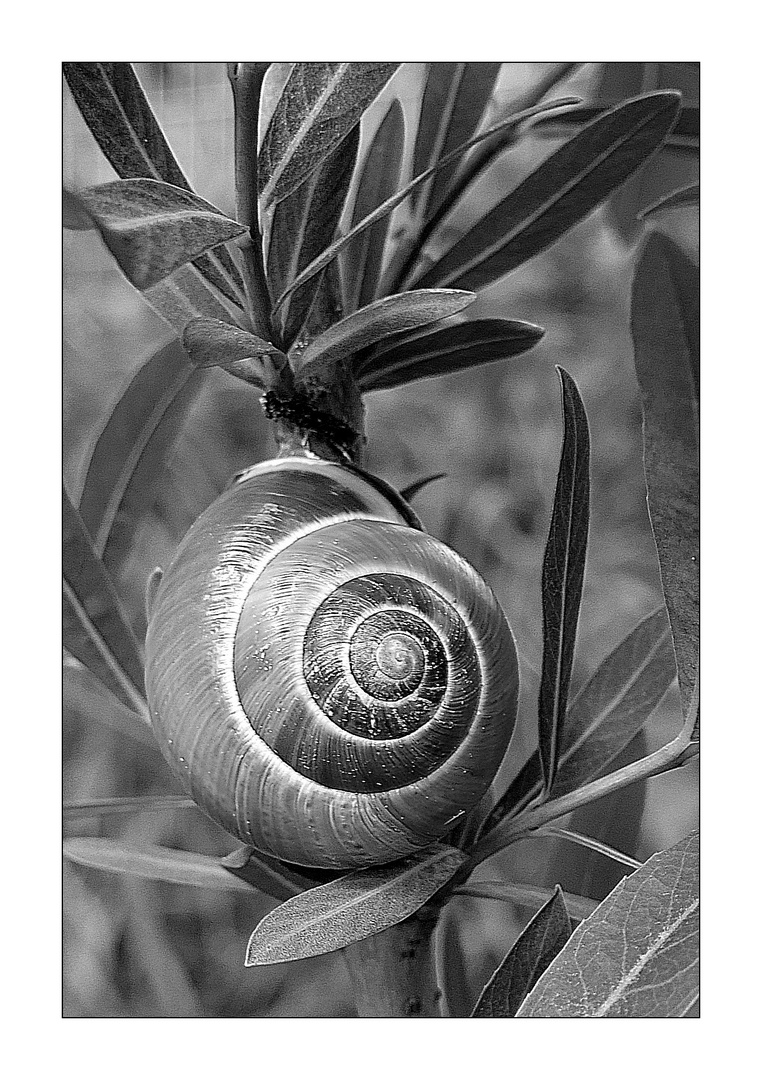 Hain-Bänderschnecke