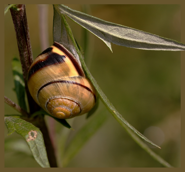 Hain-Bänderschnecke*