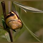 Hain-Bänderschnecke*