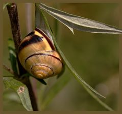 Hain-Bänderschnecke*