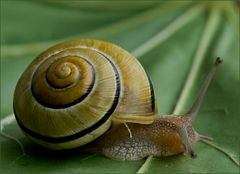 Hain-Bänderschnecke?