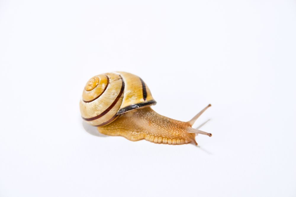 Hain-Bänderschnecke (Cepaea nemoralis)