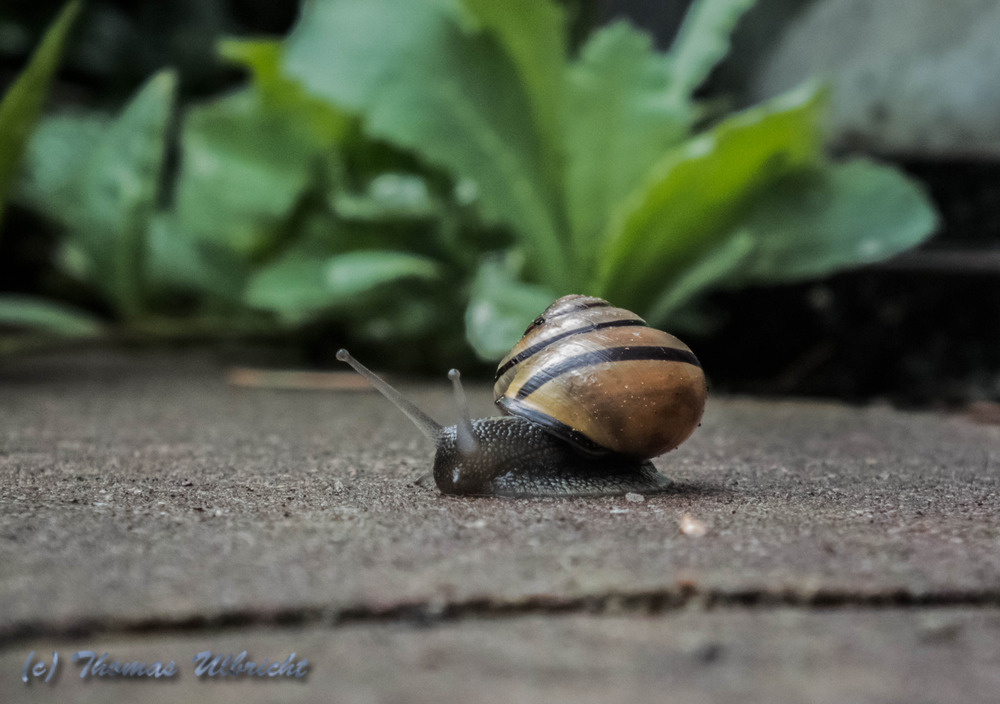 Hain-Bänderschnecke (Cepaea nemoralis)