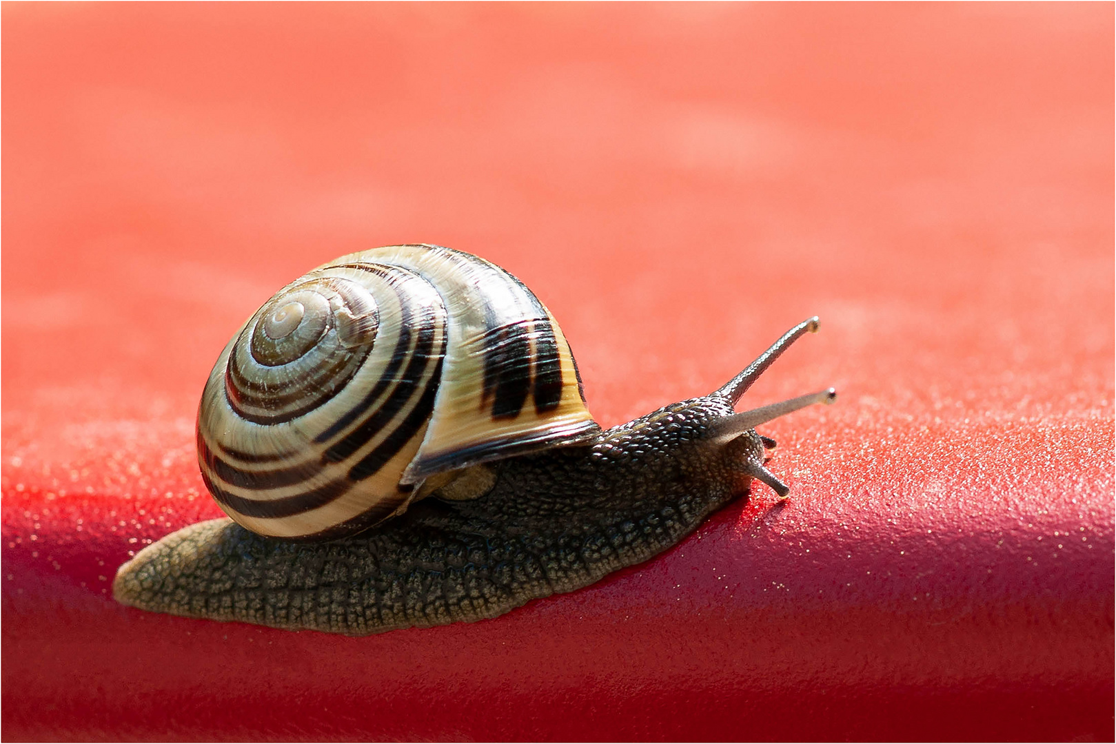 Hain-Bänderschnecke "Cepaea nemoralis"