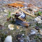 Hain-Bänderschnecke (Cepaea nemoralis) – Hain-Schnirkelschnecke - Schwarzmündige Bänderschnecke