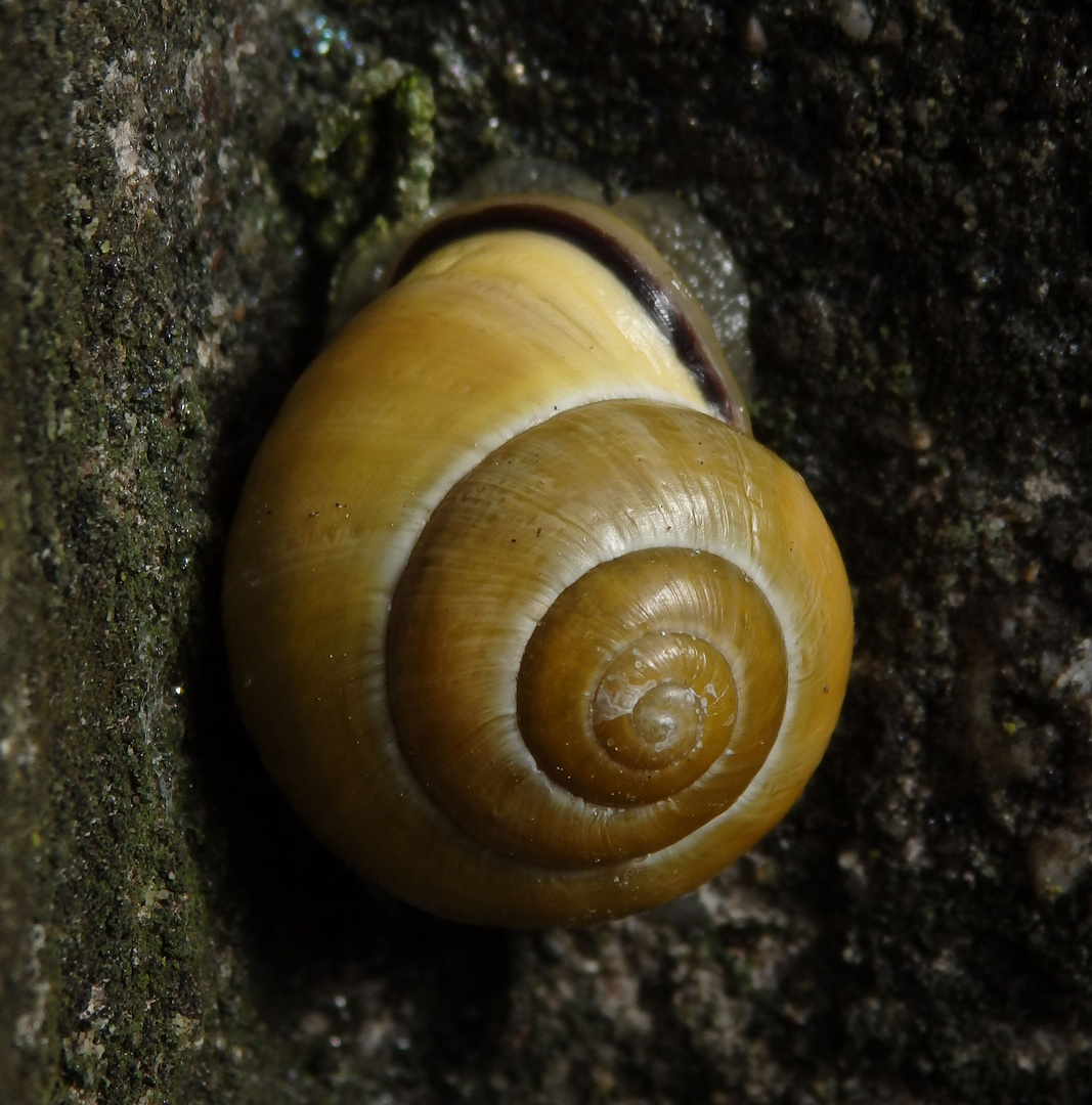 Hain-Bänderschnecke (Cepaea nemoralis) in einem Brunnen ...