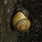 Hain-Bänderschnecke (Cepaea nemoralis) in einem Brunnen ...