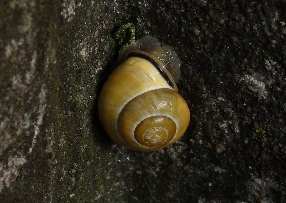 Hain-Bänderschnecke (Cepaea nemoralis) in einem Brunnen ...