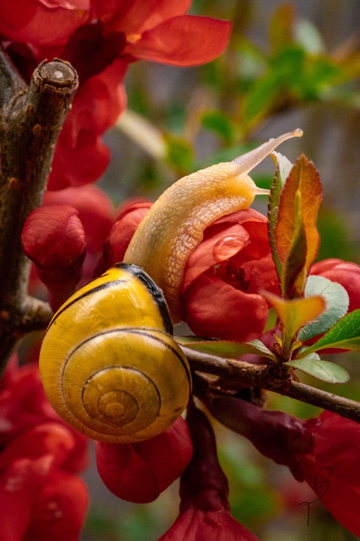 Hain-Bänderschnecke