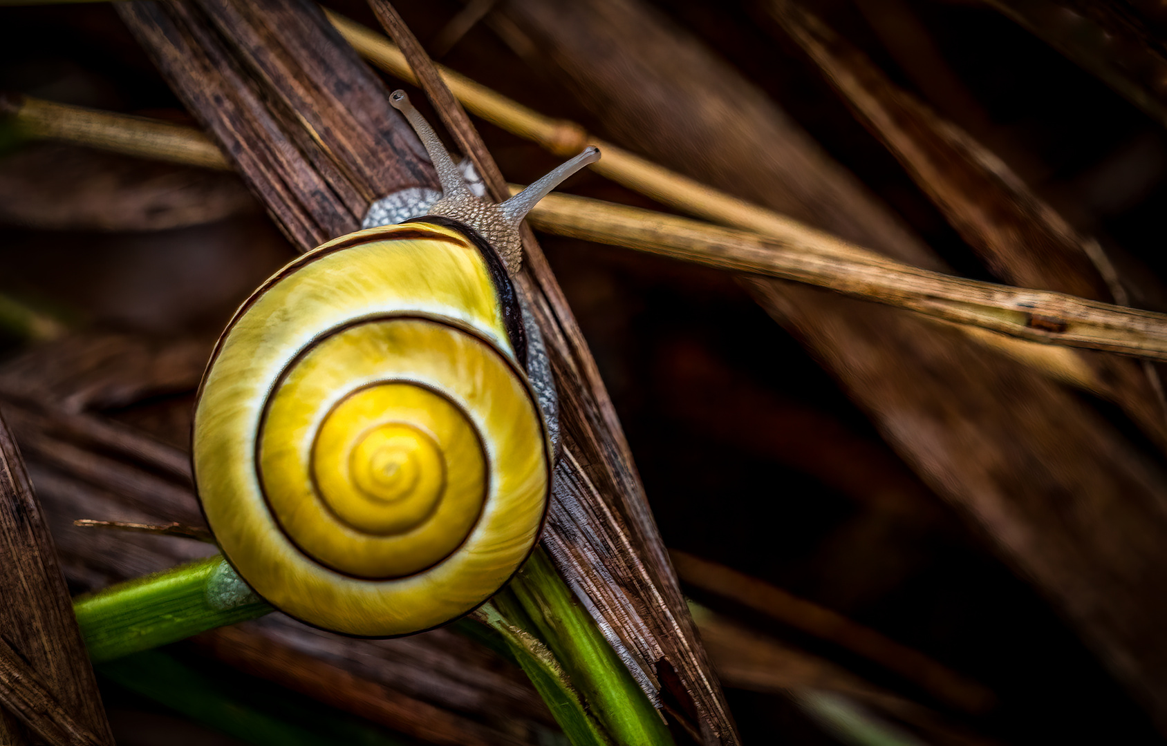 Hain-Bänderschnecke oder ist das falsch?