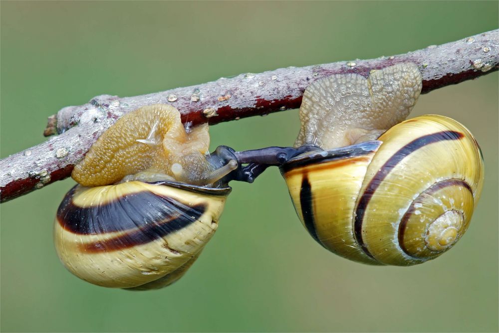 Hain-Bänderschnecken vermehren sich