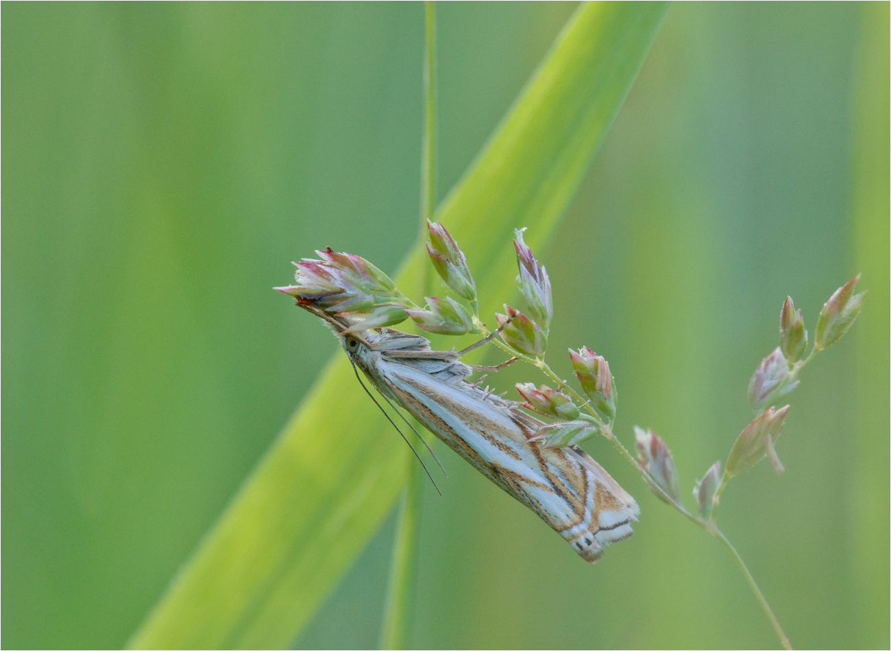 Hain-Graszünsler (Crambus lathoniellus)