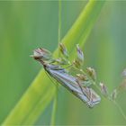 Hain-Graszünsler (Crambus lathoniellus)