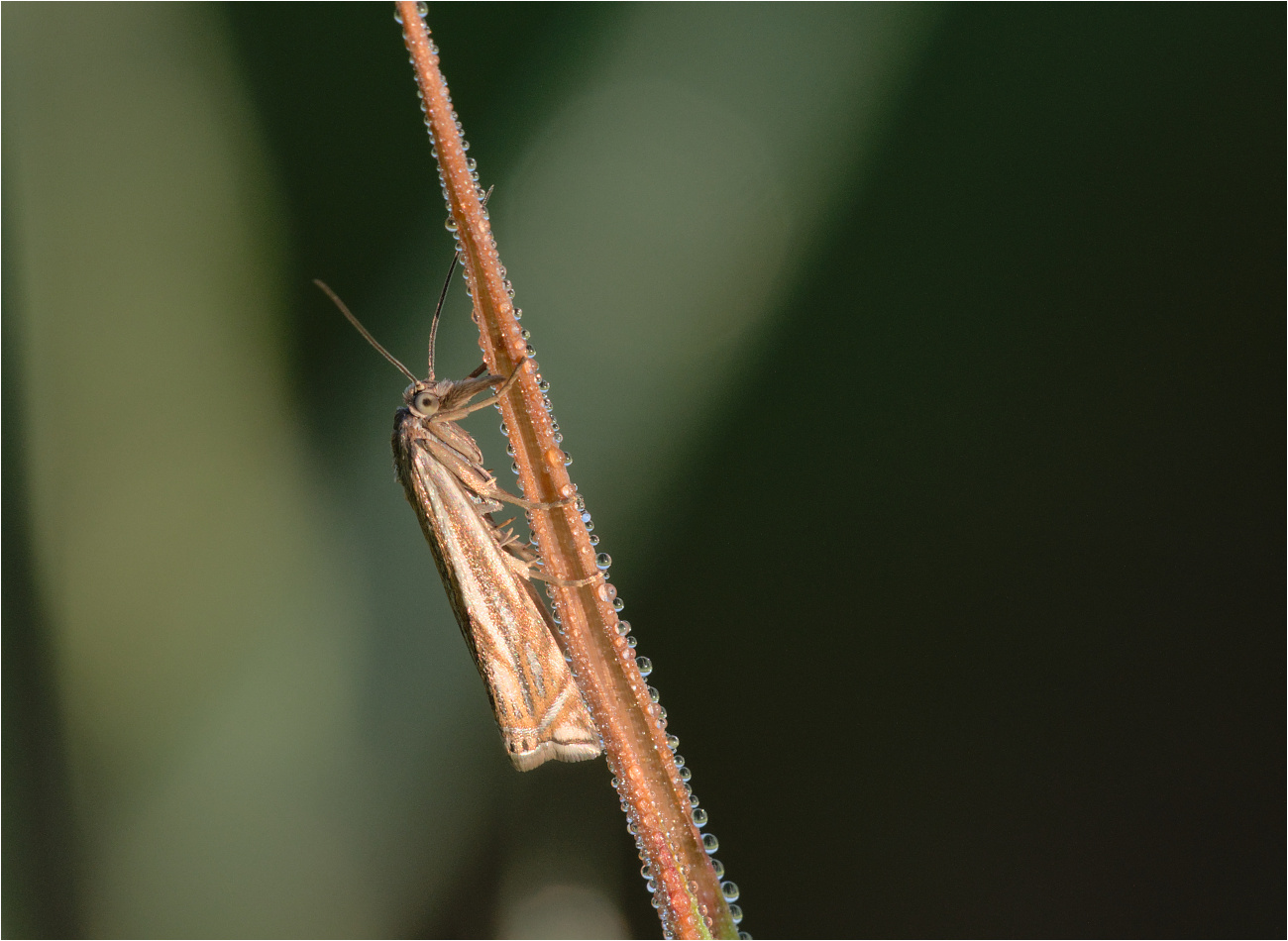 Hain-Graszünsler (Crambus lathoniellus)