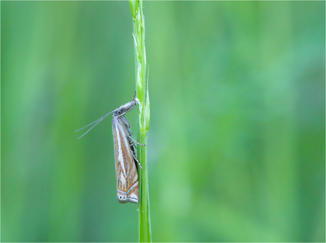 Hain-Graszünsler (Crambus lathoniellus)