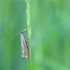 Hain-Graszünsler (Crambus lathoniellus)