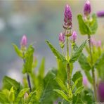 Hain- Salbei oder Steppensalbei (Salvia nemorosa L.).