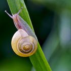 Hain-Schnirkelschnecke (Cepaea nemoralis)