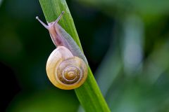 Hain-Schnirkelschnecke (Cepaea nemoralis)