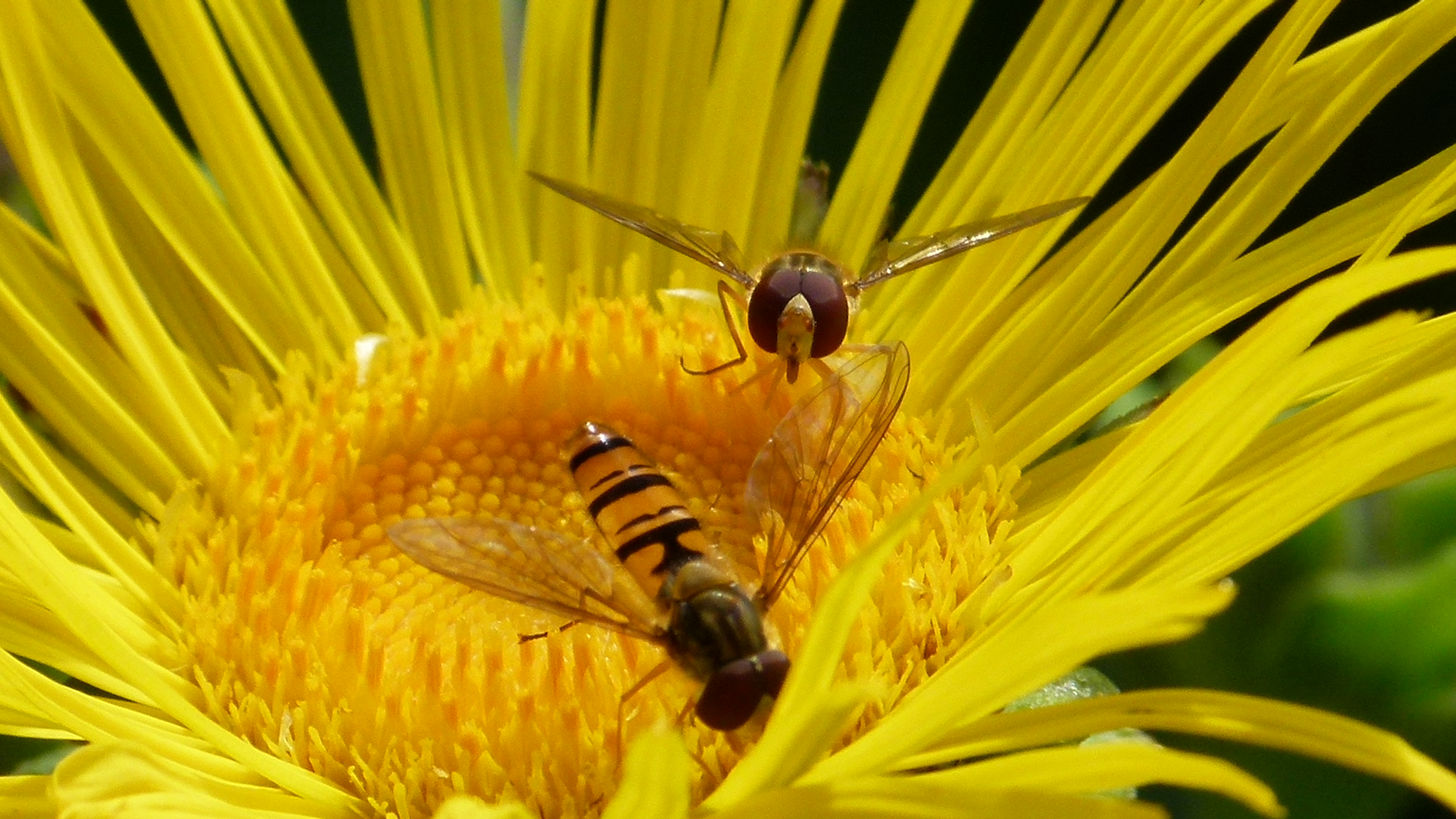 Hain-Schwebfliege