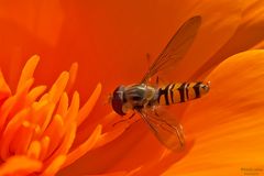 Hain-Schwebfliege