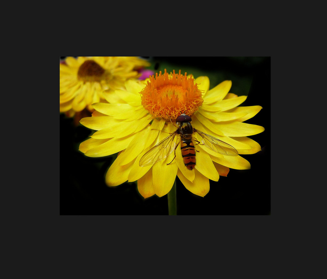 Hain-Schwebfliege auf einer Strohblume