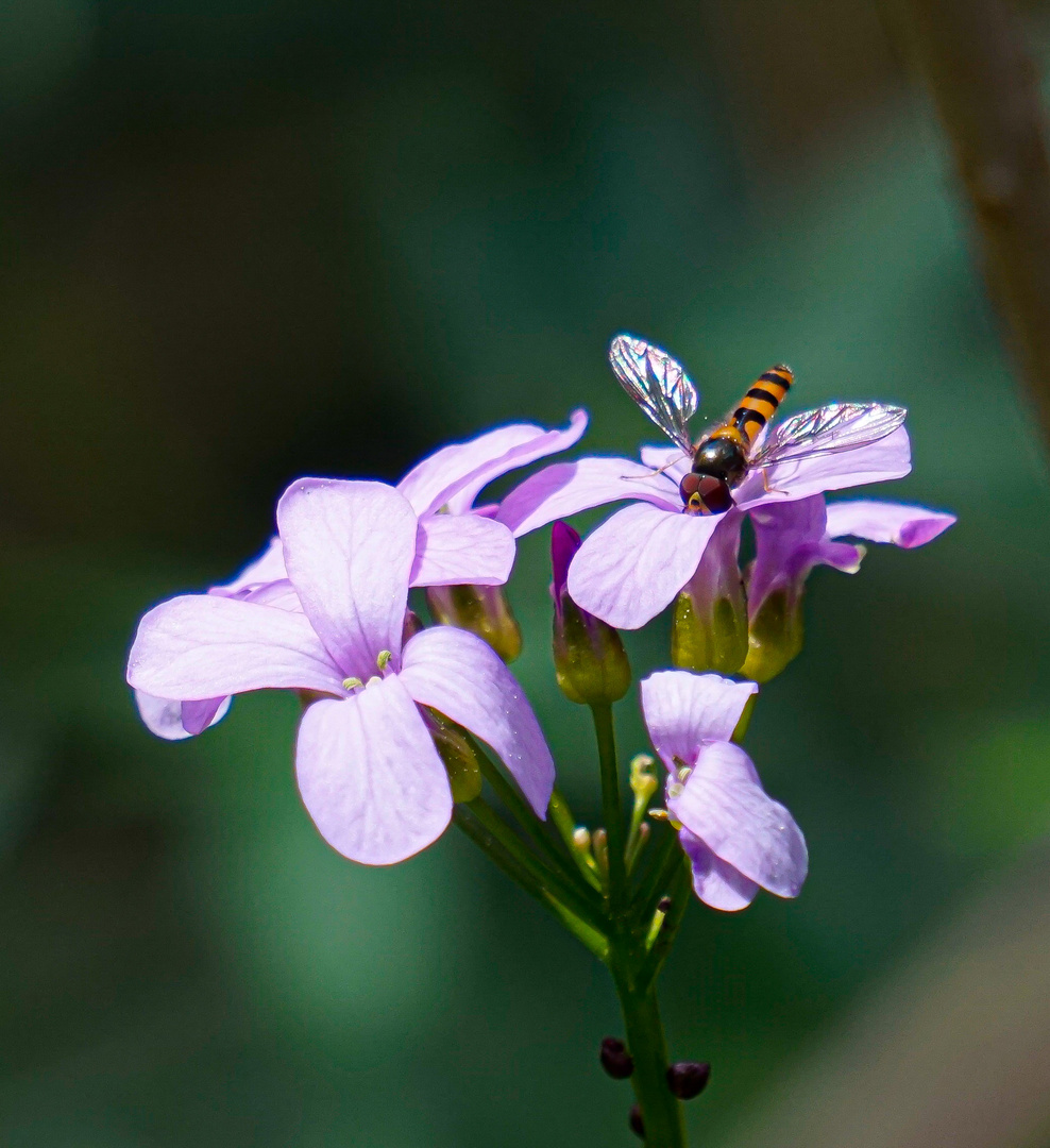 Hain-Schwebfliege auf Wiesenschaumkraut