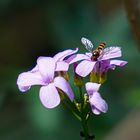 Hain-Schwebfliege auf Wiesenschaumkraut