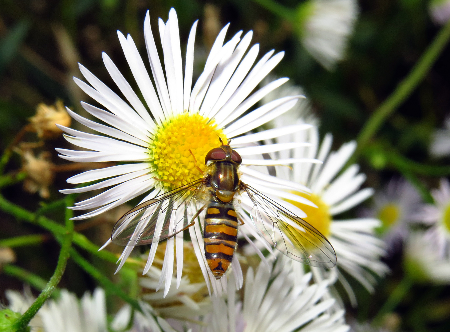 Hain-Schwebfliege, Episyrphus balteatus