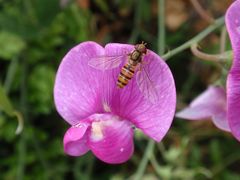 Hain-Schwebfliege (Episyrphus balteatus)