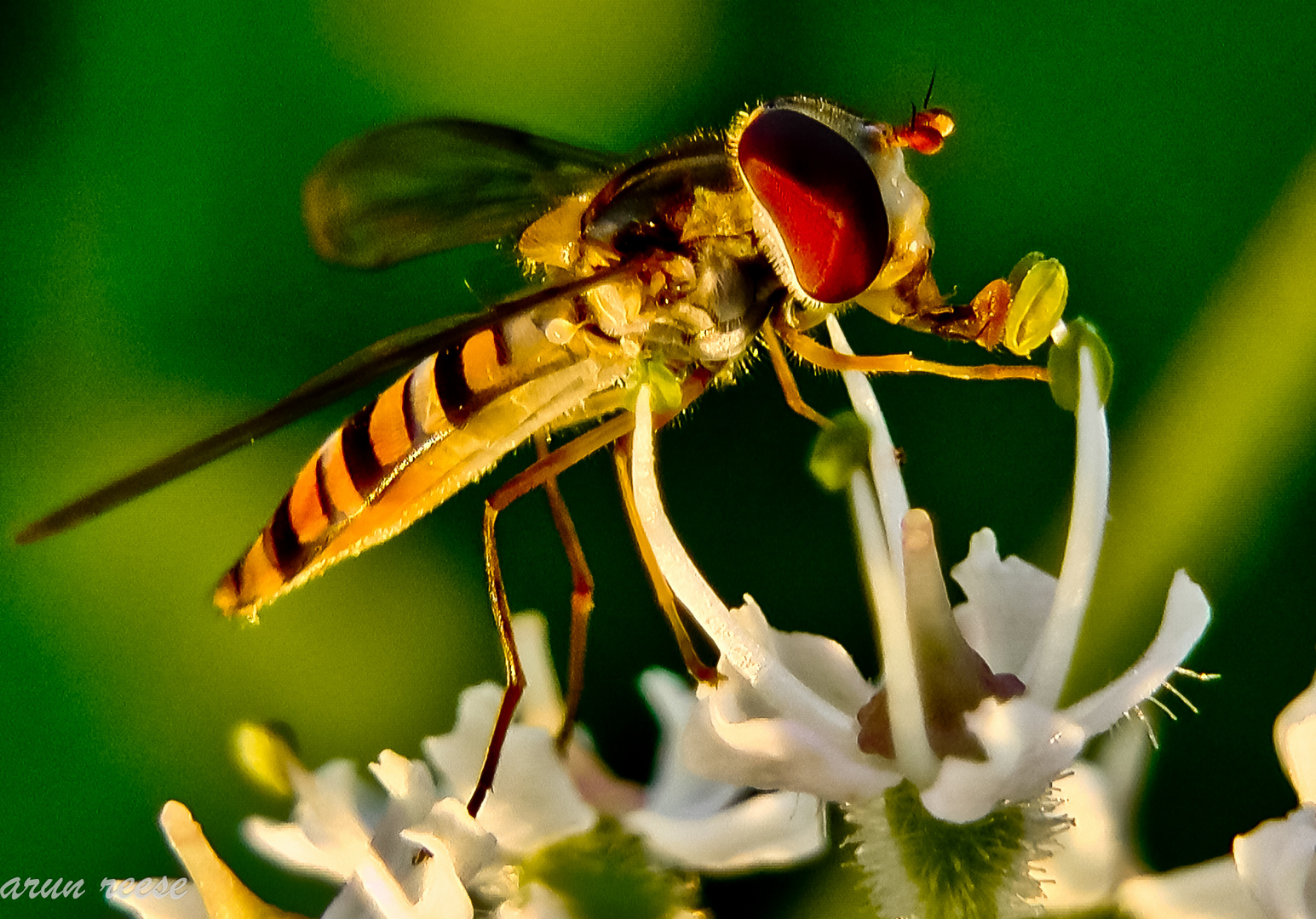 Hain-Schwebfliege (Episyrphus balteatus)