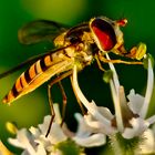 Hain-Schwebfliege (Episyrphus balteatus)