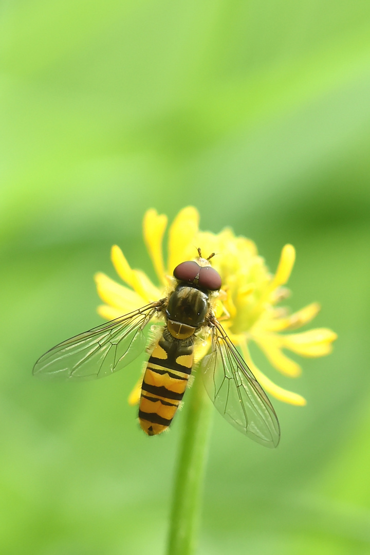 Hain-Schwebfliege (Episyrphus balteatus)