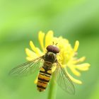 Hain-Schwebfliege (Episyrphus balteatus)