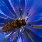 Hain-Schwebfliege (Episyrphus balteatus) auf Gemeiner Wegwarte (Cichorium intybus)