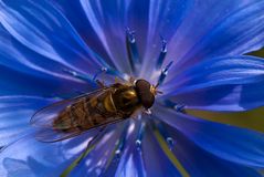 Hain-Schwebfliege (Episyrphus balteatus) auf Gemeiner Wegwarte (Cichorium intybus)