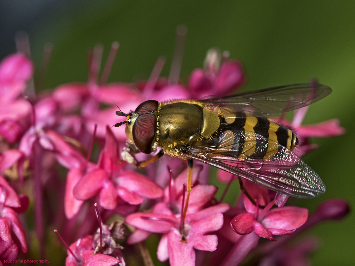 Hain-Schwebfliege (Episyrphus balteatus)