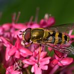 Hain-Schwebfliege (Episyrphus balteatus)