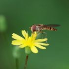 Hain-Schwebfliege - Weibchen